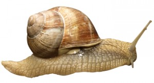 schnecke